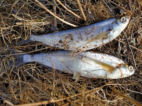 Как ловить чехонь