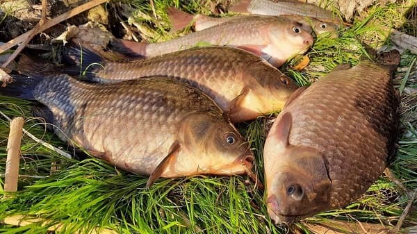 Ловля карася