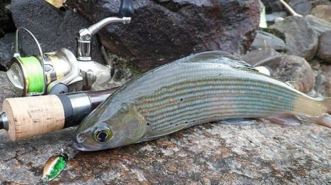 Снасти на хариуса