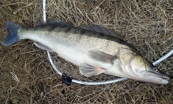 Рыбалка на судака