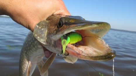 Воблеры для ловли щуки