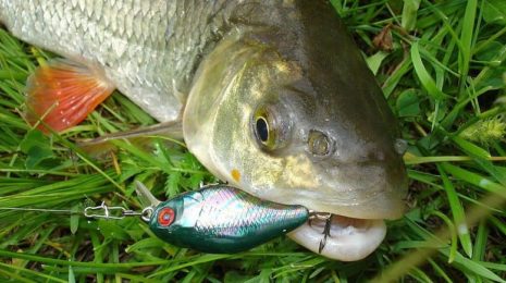 Воблеры на голавля