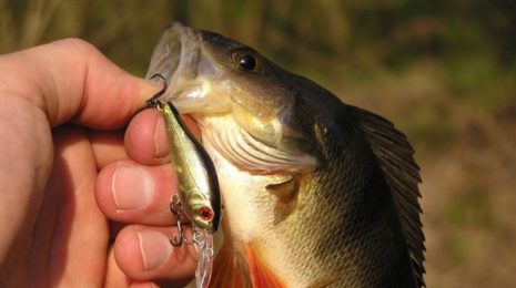 Воблеры на окуня