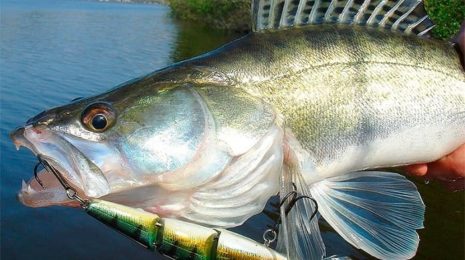 Воблеры на судака