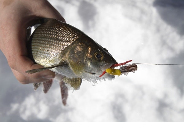 Зимний нахлыст